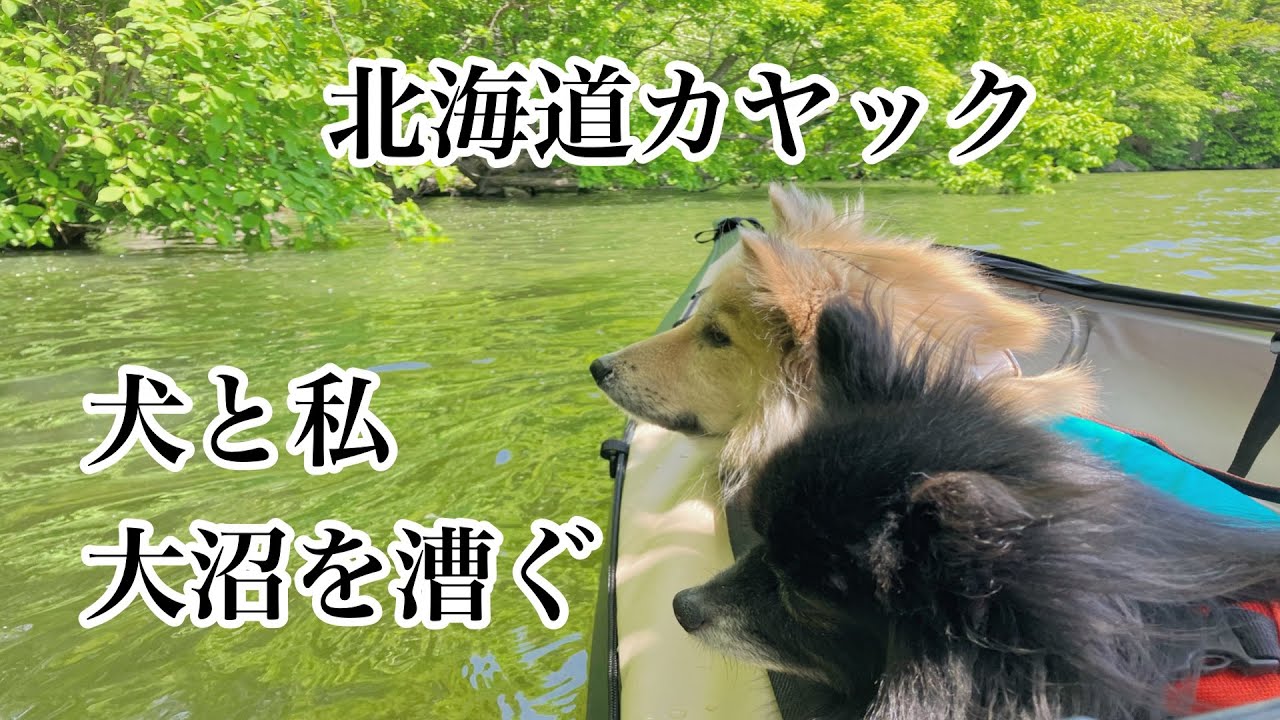 【北海道犬連れカヤック一人旅】3泊4日道南ツツジ旅〜東大沼キャンプ場から大沼湖カヤックを楽しむ