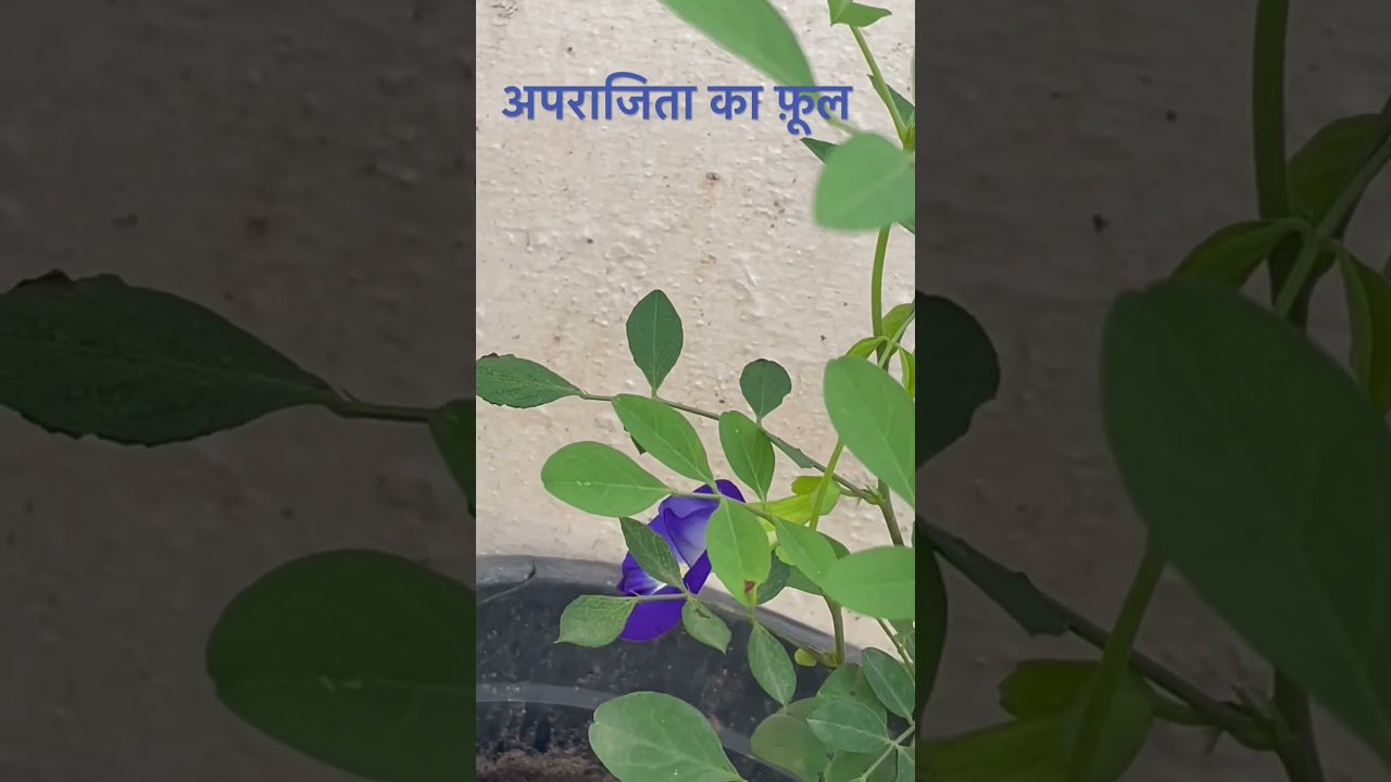Holy flower Aparajita 🤗/Asian pigeon wings/blue pea/butterfly pea or Darwin pea 