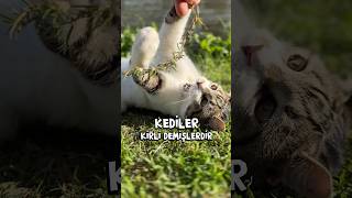 Kediler Kirli Demişlerdir