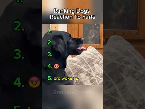 Ranking Dogs reaction to farts!