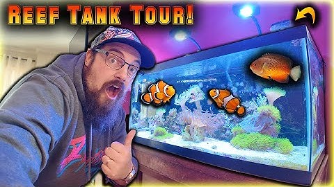 This Is My 40-Gallon Reef Tank! First Look & Setup