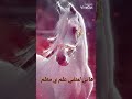 هاني لمنفي علم ي معلم 