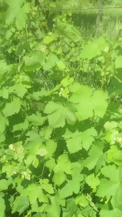 виноградник без болезней 🍇 #дача #виноделие #вино #сад - YouTube