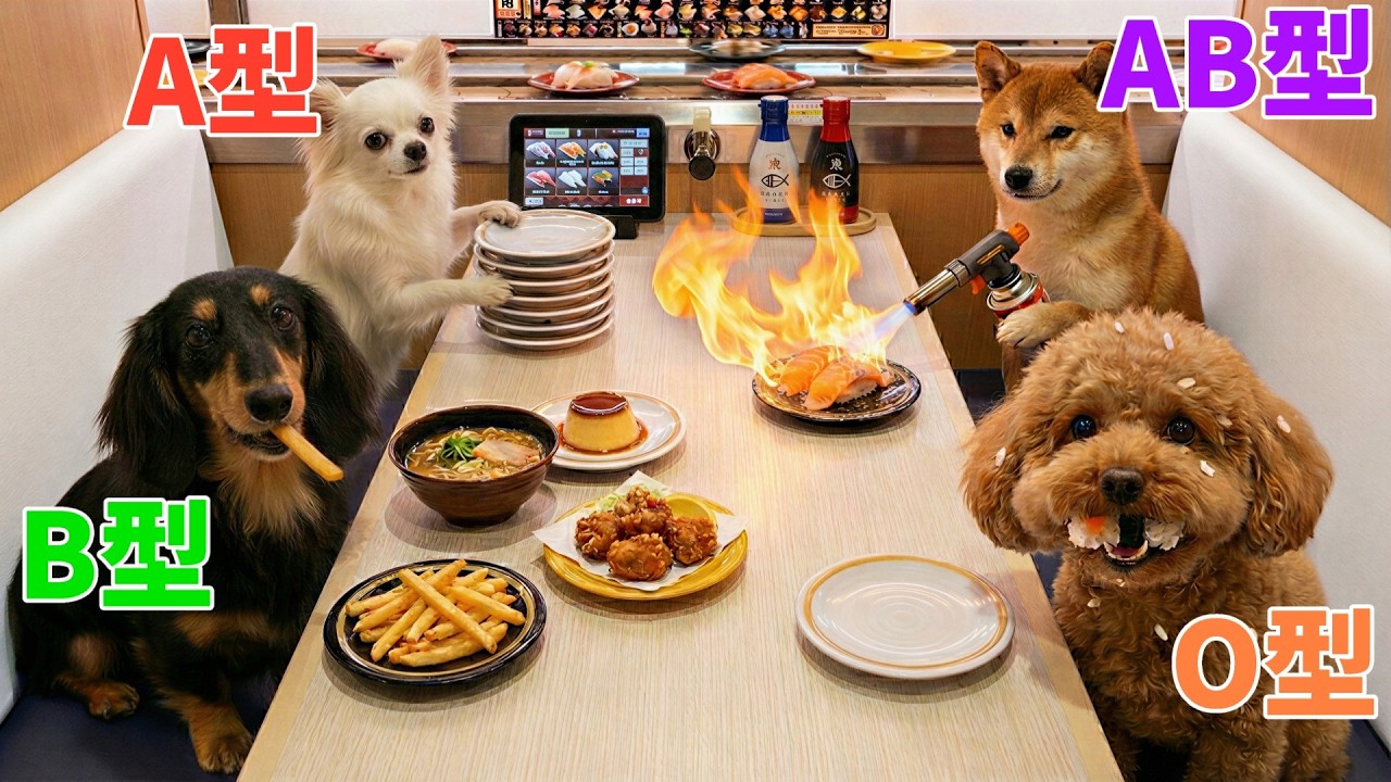【血液型あるある】AI犬の「回転寿司」の過ごし方🐕