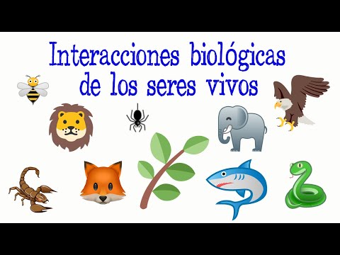 Video: ¿Cuáles son los tres tipos de interacción con el medio ambiente humano?