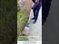 Weeding a Concrete Edge – Special Scraper vs. Crack Sprouts 🌿🧹