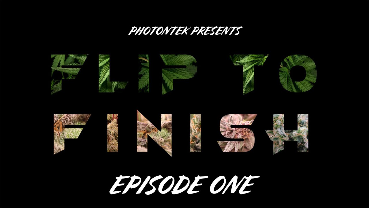 Flip to Finish - Ep. 1 - The transplant and flip to flower. 