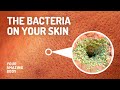 Types Of Bacteria That Live On Your Skin