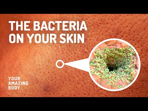 Types Of Bacteria That Live On Your Skin