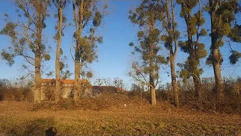 Растения паразиты, Вы знакомы с такими?