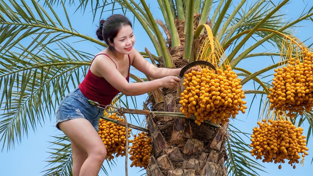 366 Days Harvesting 1000+Kg PALMS SEEDS, CAROT & BILIMBI Goes To Market Sell