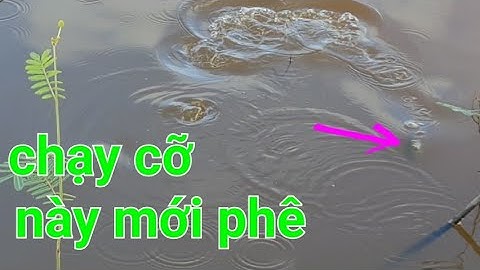 câu cá rô đồng, cá thác lác, phát hiện điểm câu mới cá rất nhiều @TAMCARO