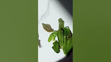 تواجد حشرات غريبه بين البطوه اكسبلور 