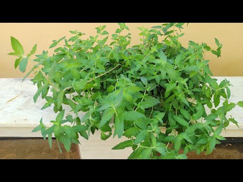 Vídeo: Com plantar menta?