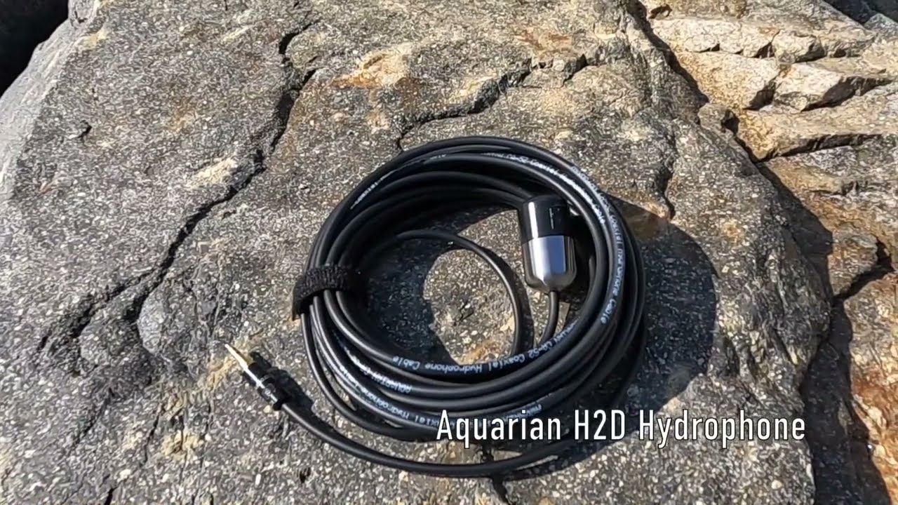 AQUARIAN AUDIO H2a Hydrophone #Hydrophone #FiledRecording - YouTube