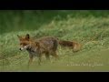 4K - Stock-Footage, Red Fox, UHD-Clip 002