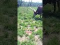 BURIGI CHAPA TANZANIA рџ рџ ї BURIGI CHAPA TANZANIA рџ рџ ї