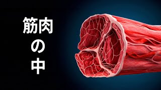 人間の筋肉を探検する旅