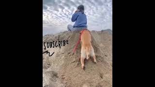 Golden Retriever| My clever Dog when he needs your attention| his reaction is
