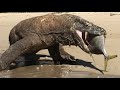 Komodo dragons only need a few clicks to swallow a fish weighing 10 kilograms