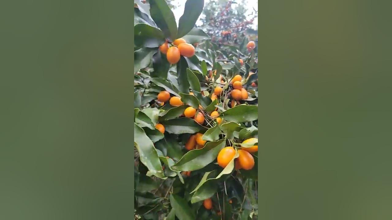 Unbelievable Kumquat Citrus Plant Heavy Producer Lonesome Pine Farm ...