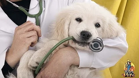 TOP #88: Paying for Veterinary Expenses You Can't ...