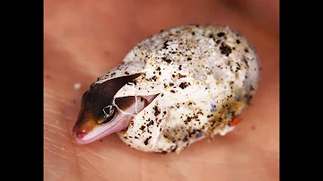 Wie lange brauchen Leopardgecko Eier um zu schlüpfen?