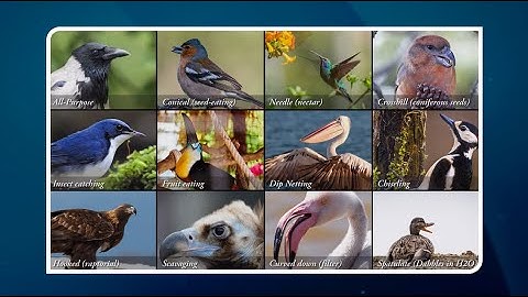 Natural Selection And Adaptations In Bird Beaks, [Audio Description-English]