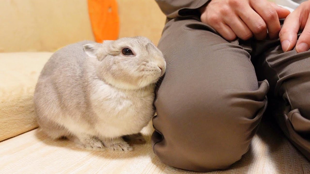 飼い主のことをデカいウサギだと思い込み、あれこれお世話してくれる