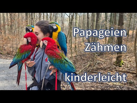 Video: 4 beste Möglichkeiten, um Ihren Papagei zu trainieren