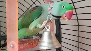 parrot bells