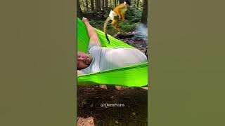 Funniest Monkey Moment Ever! 🇺🇸🇬🇧 #FunnyMonkey #MonkeyPrank #USAfunny #Shorts #ChristmasFunny