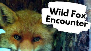 The Red Fox - fun facts about Red foxes - British Mammals