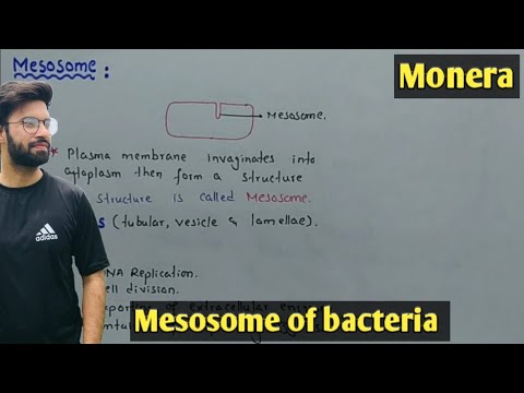 Mesosome Structures and functions | Bacteria | Class 11 Biology