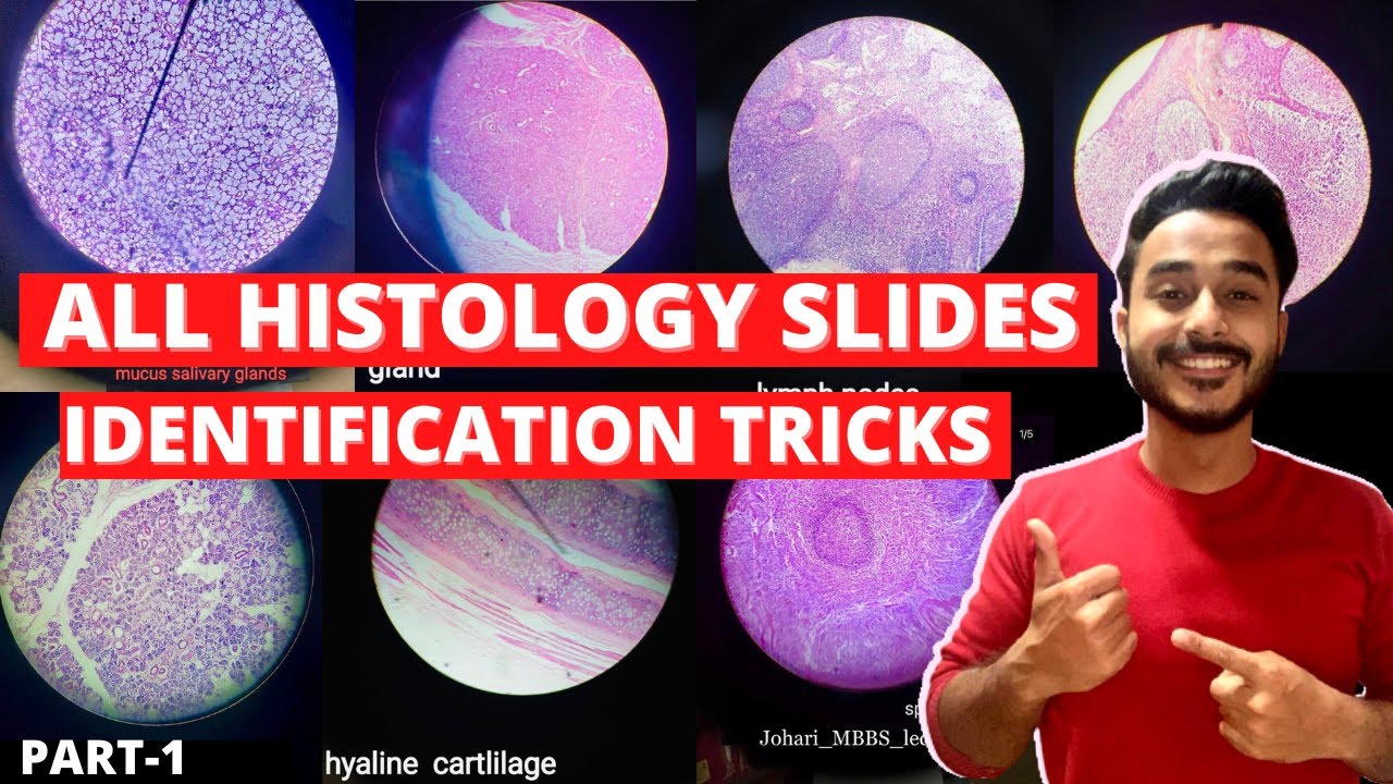 histology slides website