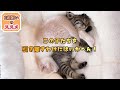 3匹兄弟猫のうち後で保護された子猫2匹　もう離れ離れにはさせないよ　ナレーション付【2頭飼いのススメ】#1