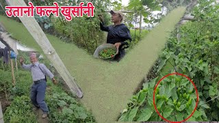 Different Plant Growing with Tomato agriculture in Nepal | MrMin