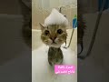 قطة تستحم اشتراك بالقناة
