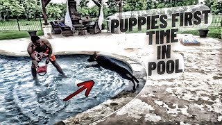 German Shepherd Puppies First Time in the Pool by Iron Sharp K9  974 views 11 days ago 18 minutes