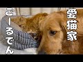ネコが好きすぎてもはや愛猫家と化すゴールデンレトリバーよもぎ