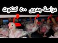 دراسة جدوى ٥٠٠ كتكوت ابيض تسمين تربية الدواجن مشروع مربح دجاج طيور اكسبلور 