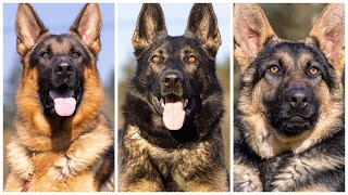 Does The Size, Color Of The Eyes, Or Color Of The Coat Affect The Temperament Of A German Shepherd?