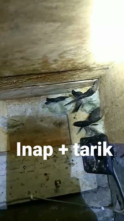 suara inap walet terbaik sepanjang masa