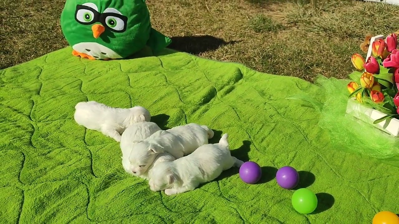 Детки Мальтезе 💞 Продажа щеночков доставка по миру+79788972514