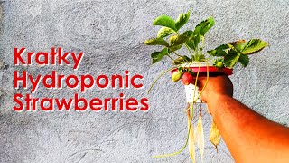 First Kratky Hydroponic Strawberry of The Season