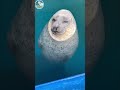 ぷかぷか浮かんで寝るアザラシ茶柱バージョン#ゴマフアザラシ#seal#アザラシシーパラダイス#オホーツクとっかりセンター #癒し