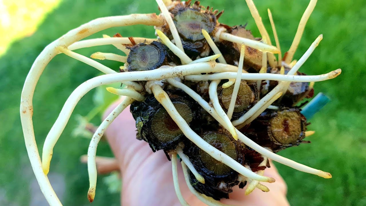 KAKO natjerati reznicu v.loze na ožiljavanje by @stolnesortegroza376