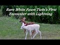 Rare White Fawn's First lightning Encounter