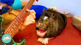 Huge Pig Loves Dancing And Zooming To Man's Guitar | Cuddle Buddies screenshot 4