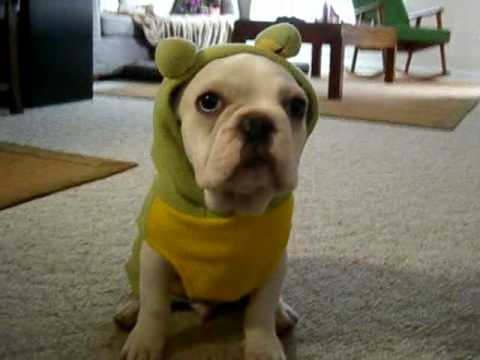 Bobby the French Bulldog Frog Costume yum yum apple